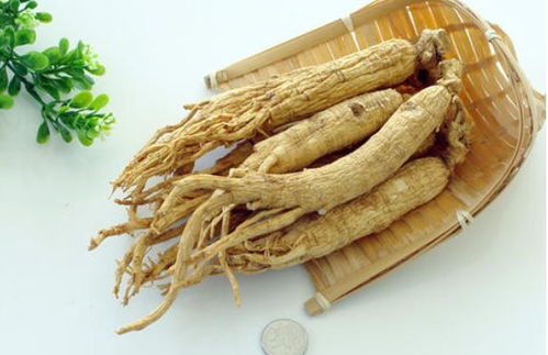 園參、林下山參與西洋參的共同點