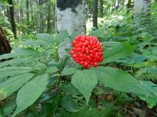 通化人參產業上半年綜合產值突破200億元，西洋參成重要增長點