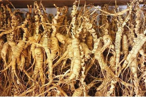 長白山黑參 五載沉淀，鮮食營養三倍于干品